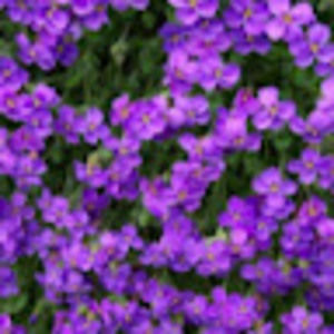 Meet your Posher, Mia